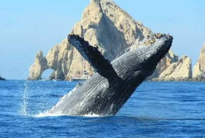 Whale watching in Los Cabos