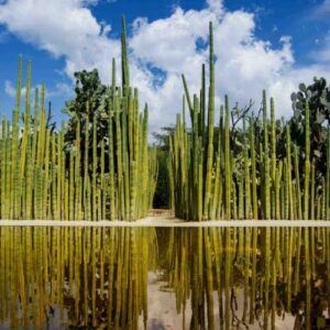 Santo Domingo Ethnobotanic Garden
