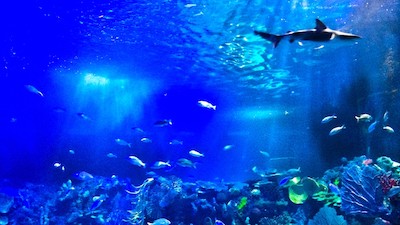 Acuario Inbursa