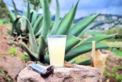 Pulque