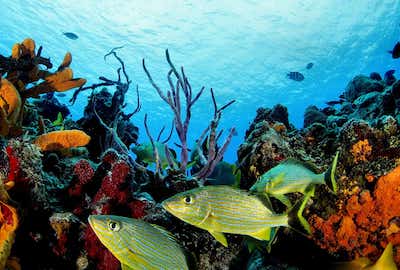 Cozumel Reefs