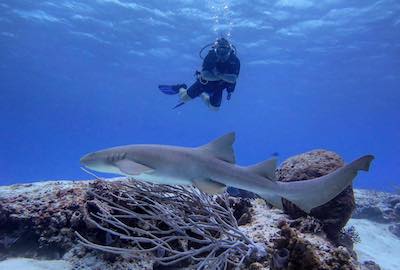 Cozumel Reefs