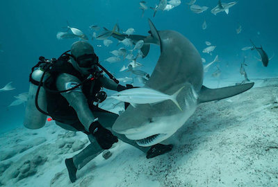 Shark Diving in the Riviera Maya