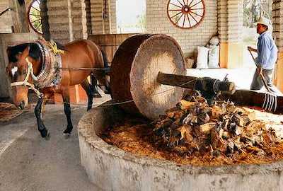 Mezcal - Grinding