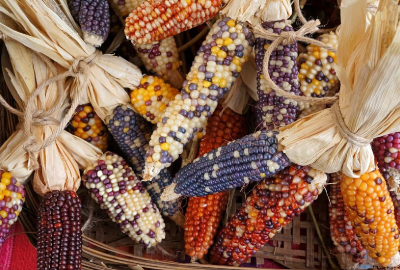 Regional Corn Fair - Aguascalientes