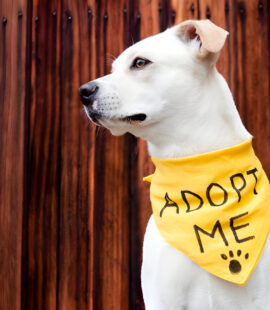 Animal Rescue in Mexico