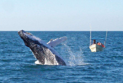 Whale watching in Mazatlán